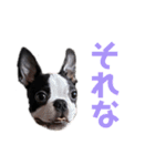 おれロジャー（個別スタンプ：6）