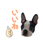 おれロジャー（個別スタンプ：7）