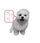 マルチーズのめめちゃん2（個別スタンプ：1）