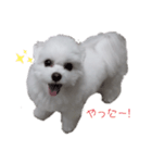 マルチーズのめめちゃん2（個別スタンプ：3）