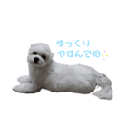 マルチーズのめめちゃん2（個別スタンプ：5）