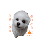 マルチーズのめめちゃん2（個別スタンプ：6）