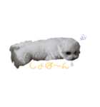 マルチーズのめめちゃん2（個別スタンプ：11）