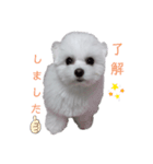 マルチーズのめめちゃん2（個別スタンプ：13）