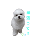 マルチーズのめめちゃん2（個別スタンプ：16）
