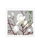 ミチコスタンプ  NO12  春の花 A（個別スタンプ：1）