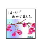ミチコスタンプ  NO12  春の花 A（個別スタンプ：2）
