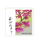 ミチコスタンプ  NO12  春の花 A（個別スタンプ：4）