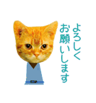 ネコのケイゴ／大人が日常に使える敬語（個別スタンプ：17）