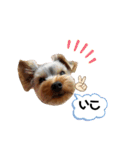外山家の愉快な仲間たちⅤ（個別スタンプ：17）
