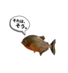 お魚♡STYLE（個別スタンプ：1）