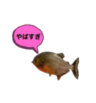 お魚♡STYLE（個別スタンプ：3）