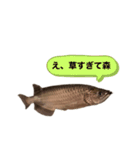 お魚♡STYLE（個別スタンプ：6）