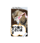 猫のメッセージスタンプ2（個別スタンプ：5）