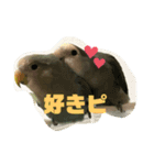 とりっぴーズ（個別スタンプ：6）