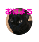 クゥちゃんスタンプ♪（個別スタンプ：1）