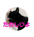 クゥちゃんスタンプ♪（個別スタンプ：13）
