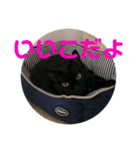 クゥちゃんスタンプ♪（個別スタンプ：16）