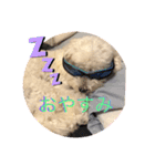犬   レイチ（個別スタンプ：1）