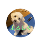犬   レイチ（個別スタンプ：2）