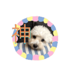 犬   レイチ（個別スタンプ：4）