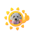 犬   レイチ（個別スタンプ：5）