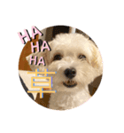 犬   レイチ（個別スタンプ：6）