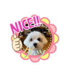 犬   レイチ（個別スタンプ：7）