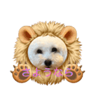犬   レイチ（個別スタンプ：8）