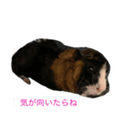 とっとこファミリー（個別スタンプ：2）