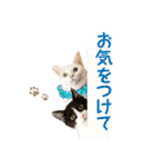コトのおちり3（個別スタンプ：11）