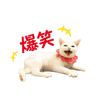 コトのおちり3（個別スタンプ：12）