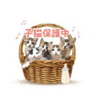 コトのおちり3（個別スタンプ：15）