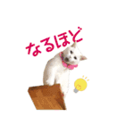 コトのおちり3（個別スタンプ：17）