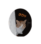 チャオ君(イラスト風)（個別スタンプ：1）