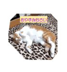 チャオ君(イラスト風)（個別スタンプ：6）