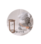 マシュマロ犬のジェームス（個別スタンプ：6）