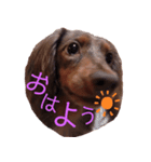 愛しのシェリ（個別スタンプ：1）