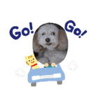 わんわん♫スタンプ（個別スタンプ：7）