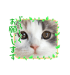 あいはら家のゆかいな仲間たち（個別スタンプ：6）
