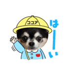 コロンくん＆ココアちゃん♡（個別スタンプ：16）