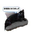 猫のメッセージスタンプ（個別スタンプ：3）