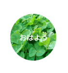 毎日をクローバーでHAPPYに（個別スタンプ：2）