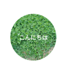 毎日をクローバーでHAPPYに（個別スタンプ：3）