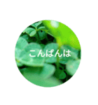 毎日をクローバーでHAPPYに（個別スタンプ：4）