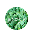 毎日をクローバーでHAPPYに（個別スタンプ：5）