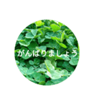 毎日をクローバーでHAPPYに（個別スタンプ：7）