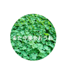 毎日をクローバーでHAPPYに（個別スタンプ：9）