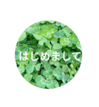 毎日をクローバーでHAPPYに（個別スタンプ：12）