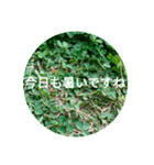 毎日をクローバーでHAPPYに（個別スタンプ：13）